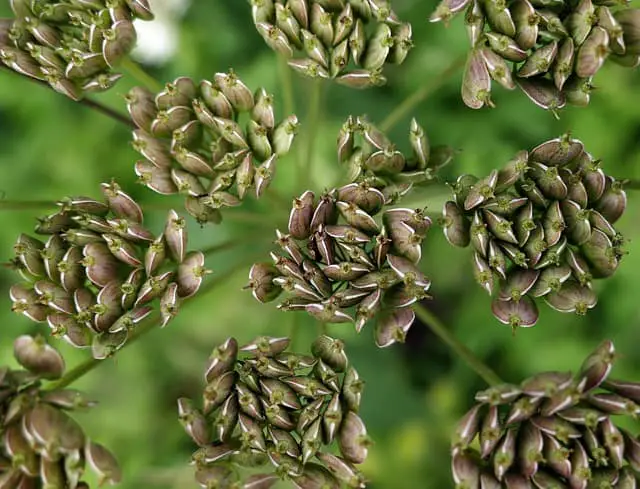 Discover the Magic of Anise Seed in Your Kitchen