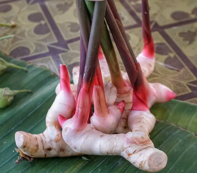 Discover the Versatile Flavor of Galangal