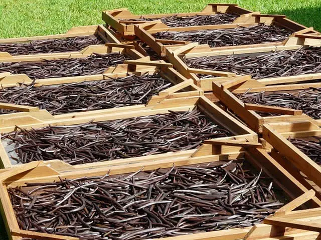 What Type Of Vanilla Beans Are The Most Expensive?