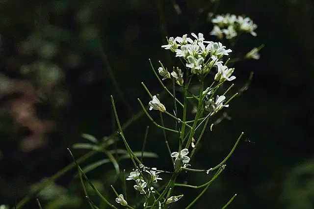 Is Horseradish A Spice Or Condiment?