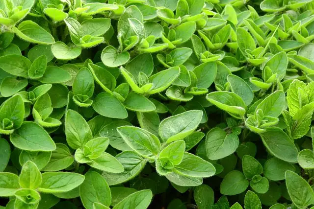 Marjoram 101: Understanding the Benefits and Uses of this Underrated Herb