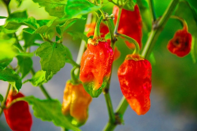 Ghost Pepper Myths And Legends: Explore The Cultural And Folkloric Stories Surrounding The Ghost Pepper