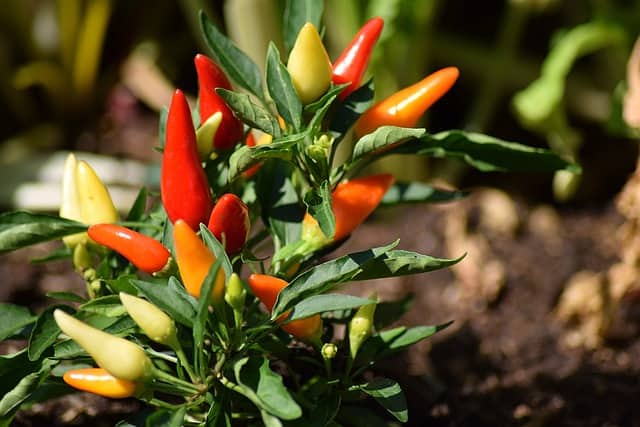 How Crop Rotation Benefits Spice Growth