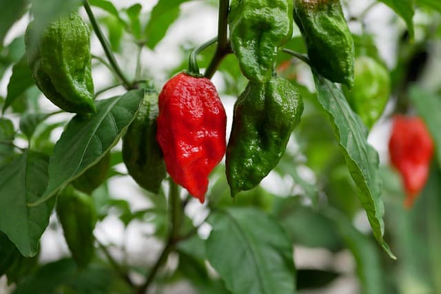 The Best Soil for Growing Ghost Peppers: Tips from a Pepper Expert