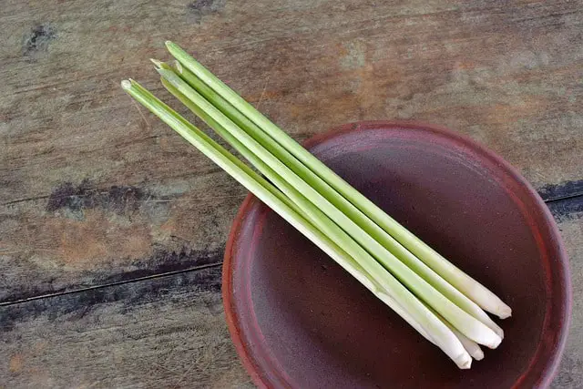 A fresh Lemongrass stalk used in cooking