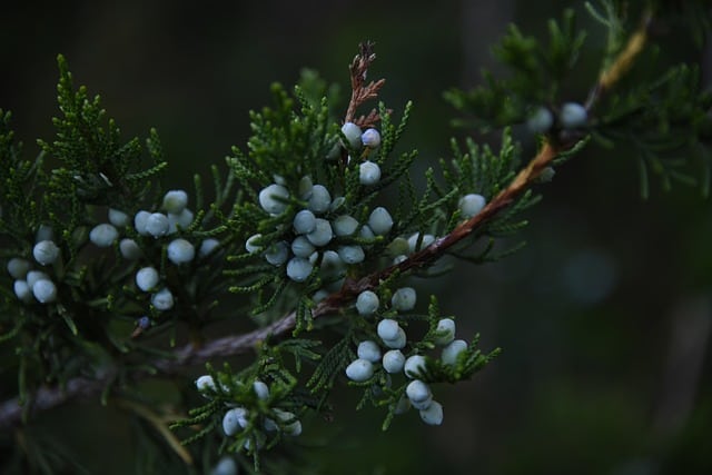 Can I Combine Juniper Berries And Lavender?