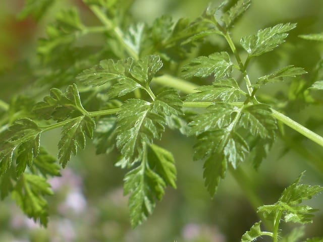 Can I Combine Tarragon And Chervil?