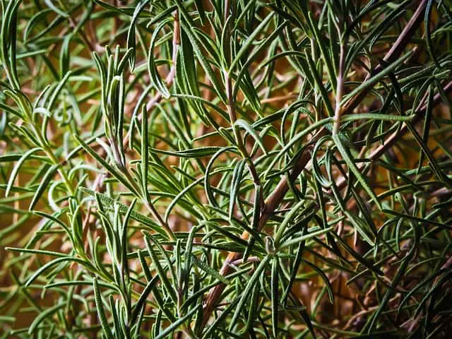 Can You Combine Rosemary And Thyme?