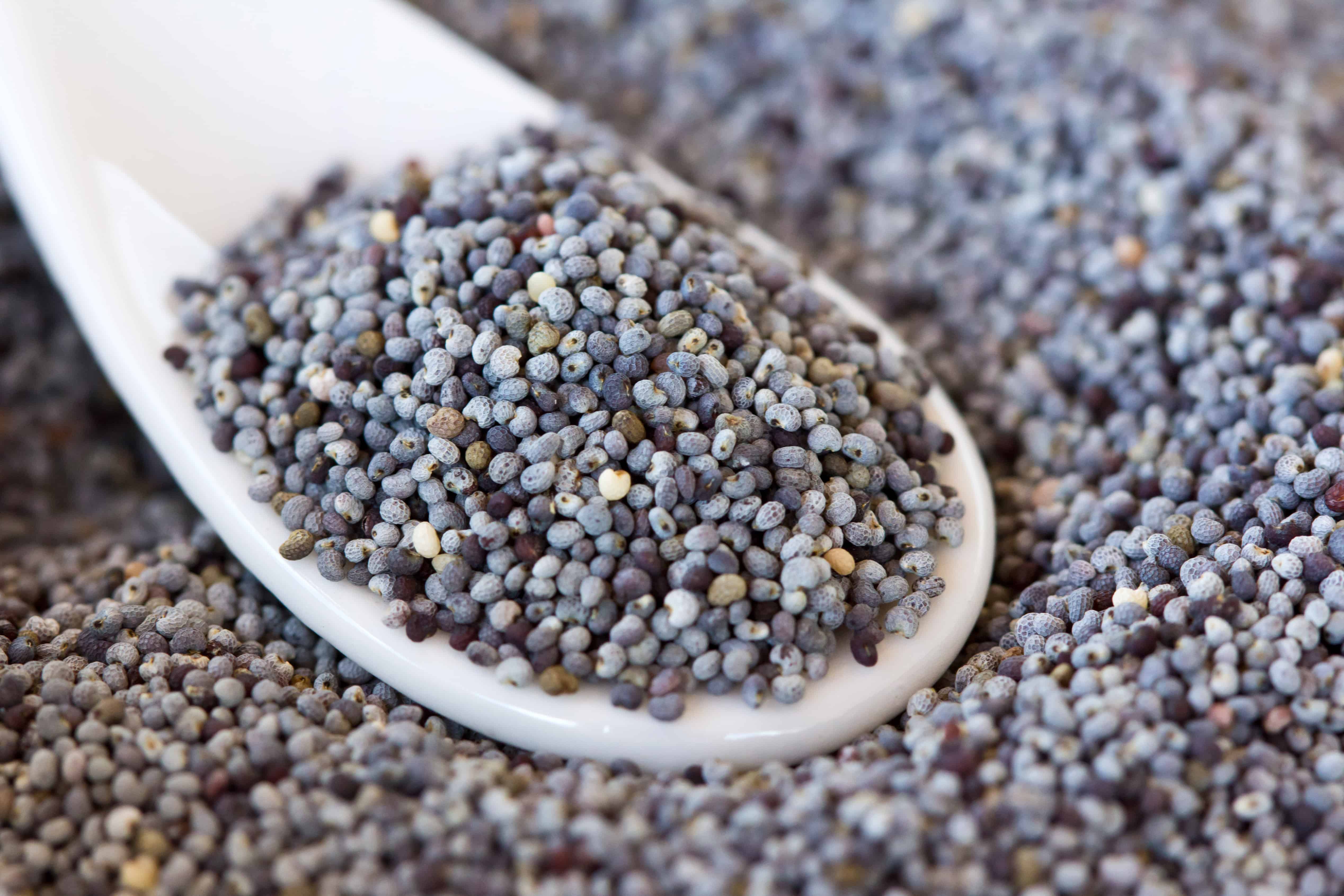 What's The Difference Between White and Black Poppy Seeds?