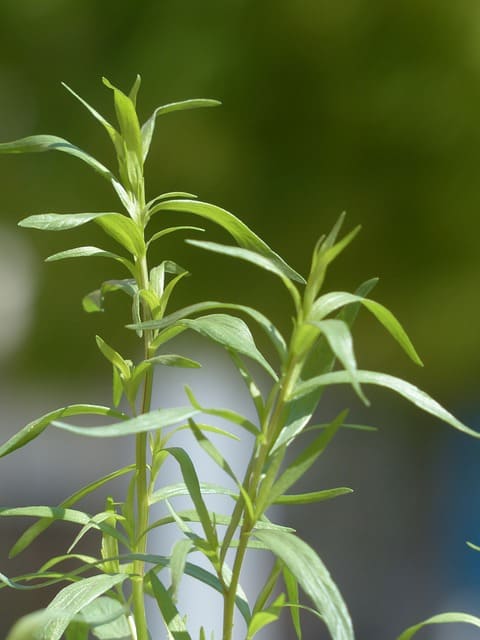 Can I Combine Tarragon And Chives?