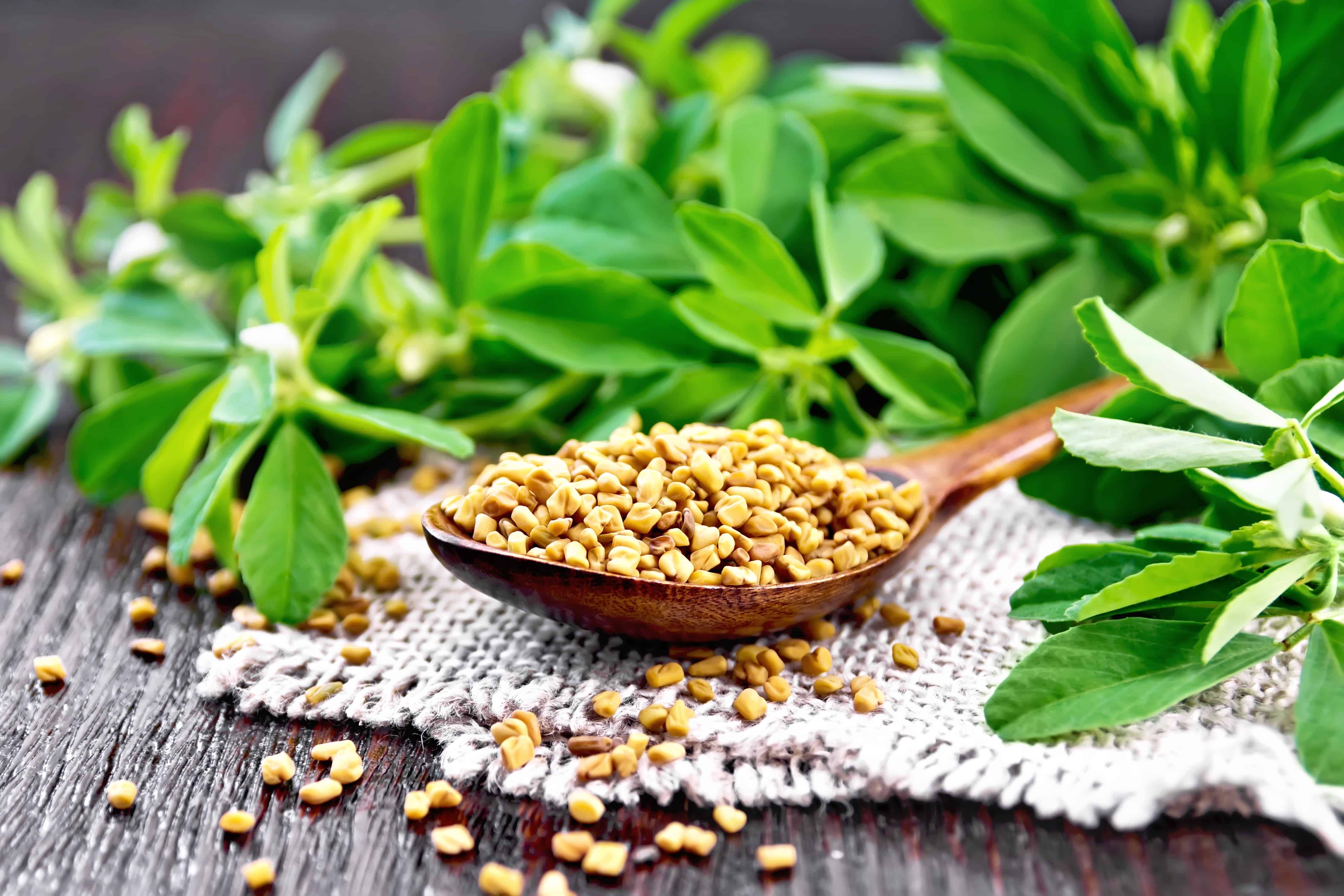 What Is The Difference Between Fenugreek Leaves and Fenugreek Seeds?