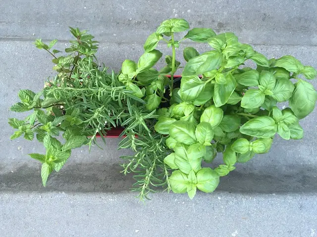 What Is The Difference Between Basil and Mint?