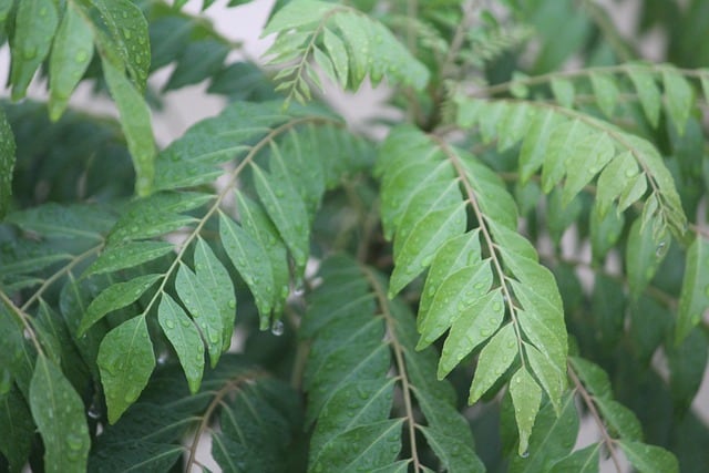 What Is the Difference Between Turmeric and Curry Leaves?